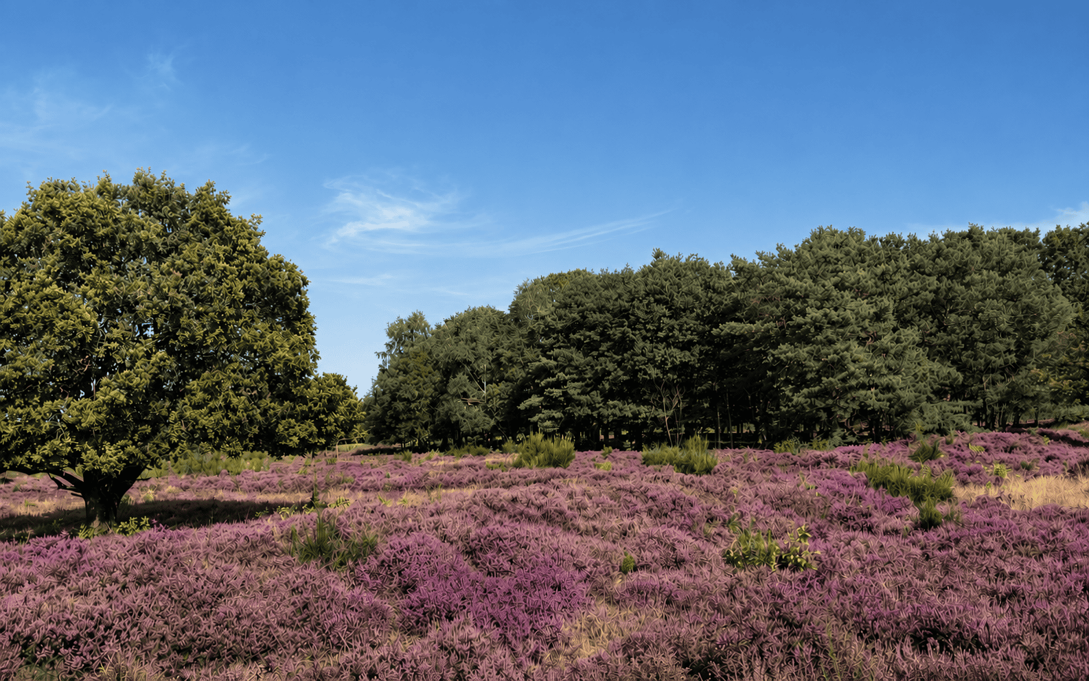 Gooi & Vechtstreek